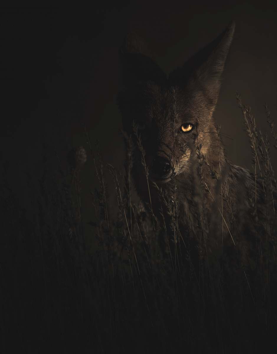 black cat selective focus photography of fox pet